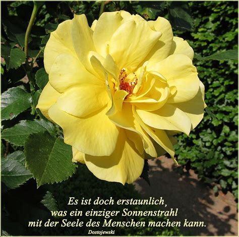 Mai 1945 war der tag, an dem die waffen schwiegen. Die erste Rosenblüte im Mai 2017 Foto & Bild ...
