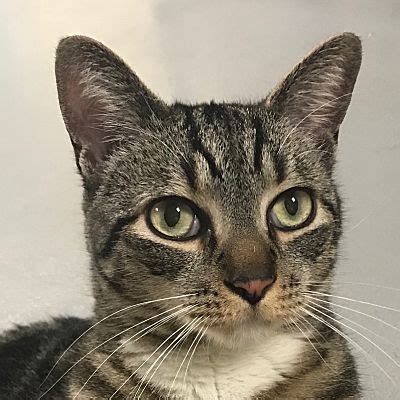 Click here to view available dogs and cats and submit an application. Norwalk, CT - Domestic Shorthair. Meet Theodore a Pet for ...