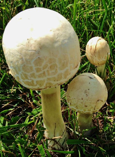 21 Best Images About Mushrooms On Pinterest Roanoke