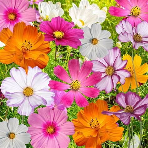 Buy Seed Needs Large 21 Ounce Package Of 7000 Crazy Mix Cosmos Seed