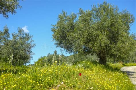 Landscape With Olive Trees Grove In Spring Season With Colorful Blossom