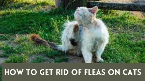 6 easy ways how to get rid of fleas on cats the ultimate guideline 2024