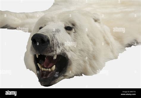 A Polar Bears Skin Greenland 1965 Skin Of A Male Polar Bear Ursus