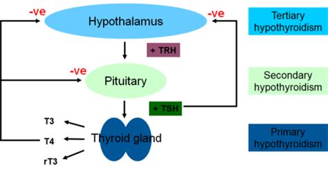 14 Physiology Of Hypothyroidism Flashcards Quizlet