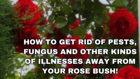 I have two rose bushes that are very gangly. How to get rid of Fungus and Pests from your Rose Bush ...