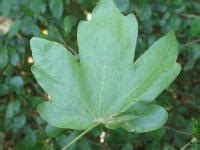 The mexican lime tree grows from 6 1/2 to 13. Trees of Judy Woods