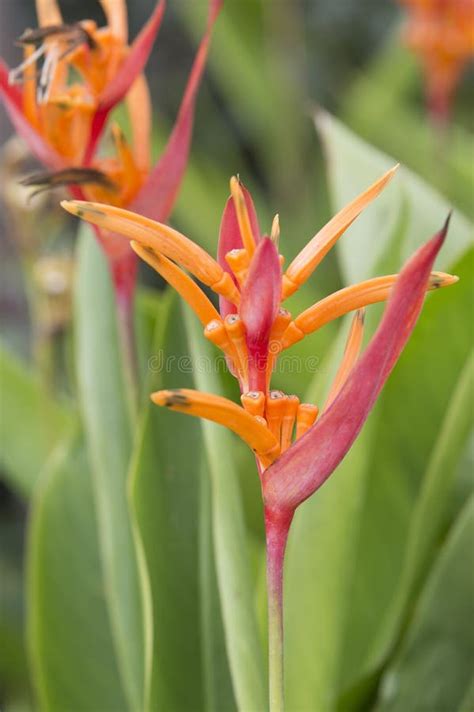 Heliconia Flower Stock Photo Image Of Outdoor Beautiful 49058292