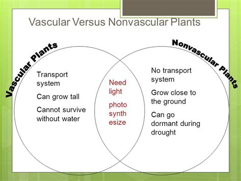 Vascular And Nonvascular Plants
