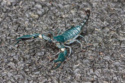 Big Black Emperor Scorpion Stock Photo Image Of Safety 47730350