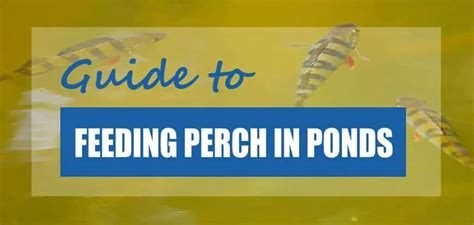 What Food Should You Feed Perch In Ponds Perch Food Guide Pond