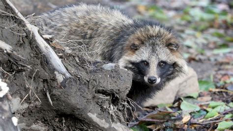 Raccoon Dog Dna From Wuhan Market Supports The Idea That Covid Came