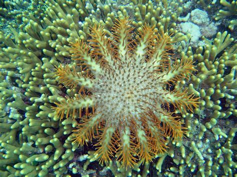 Reef3124 Crown Of Thorns Starfish Acanthaster Planci Ima Flickr