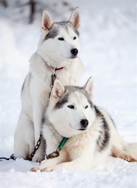 How big will my puppy get? How big do Huskies get? (Plus size info for Husky mixes ...