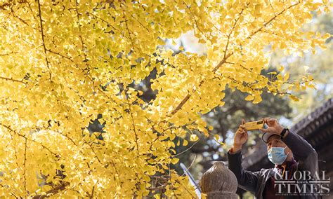 Beijing Ushers In Golden Autumn Season Global Times