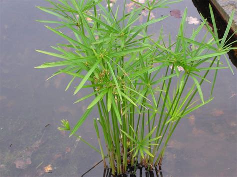Cyperus Alternifolius Merebrook Pond Plants