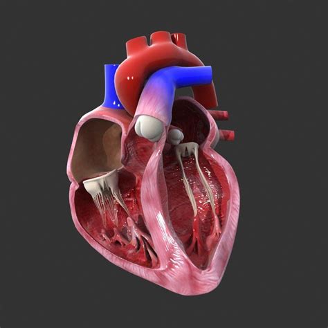 Human Heart Medical Animation Model Corazon Maqueta Cuerpo Humano