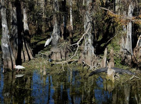 Floridas schöne Seite Foto & Bild | usa, world, natur 