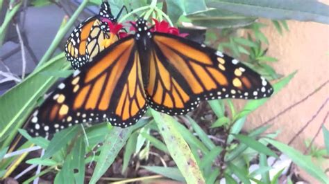 Monarch Butterflies Mating Ritual Youtube