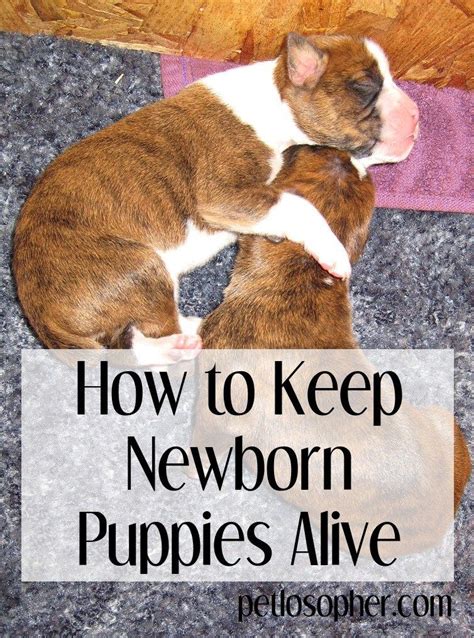 How To Keep A Newborn Puppy Alive Newborn Puppies Newborn Puppy Care