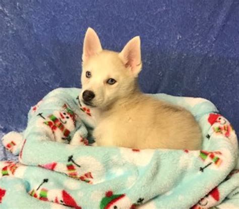 Learn how to name a dog by picking a great name and 5 simple tips on how to teach a dog its name. 3 stolen French bulldog puppies returned to pet store ...
