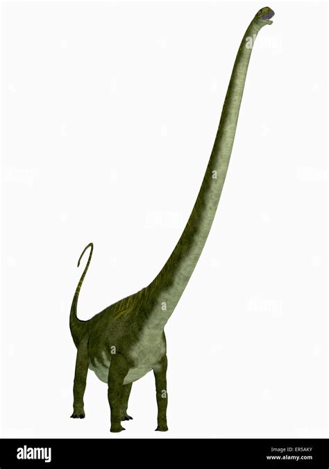 Mamenchisaurus Was A Herbivorous Sauropod Dinosaur That Lived In The