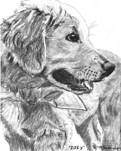 Golden Retriever Puppy Drawing Ubicaciondepersonascdmxgobmx