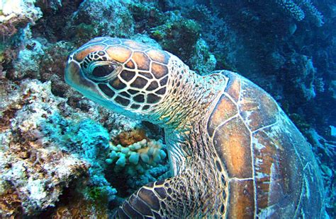 How Long Do Sea Turtles Live
