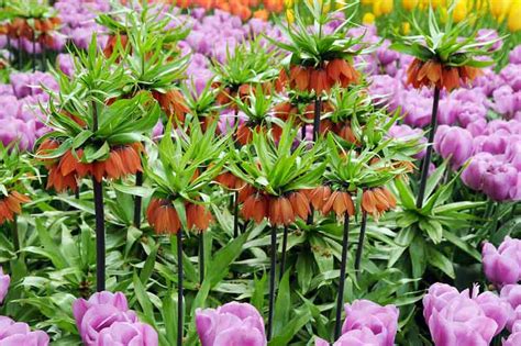 Fritillaria Imperialis The Premier Crown Imperial