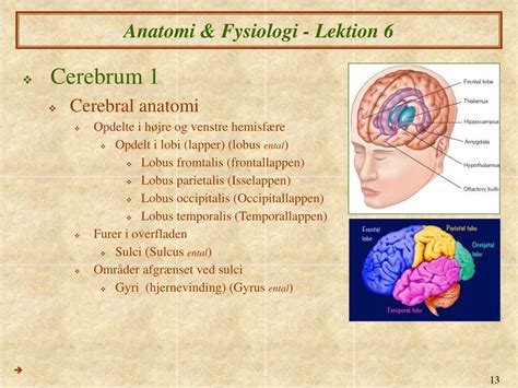 PPT Anatomi Fysiologi VI Nervesystemet PowerPoint Presentation ID 2080