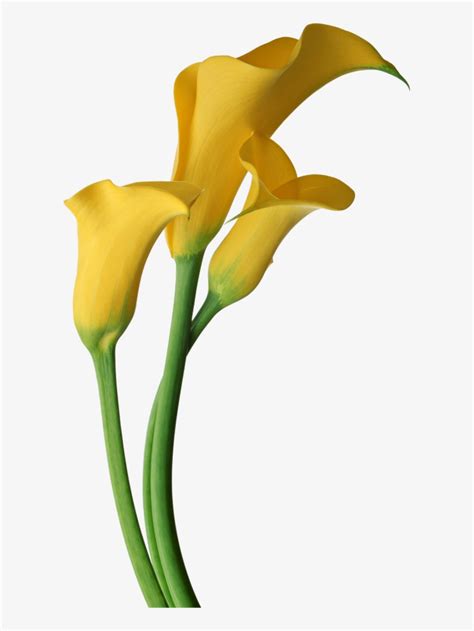 Yellow Transparent Calla Lilies Flowers Clipart Calla Lily Flower Png