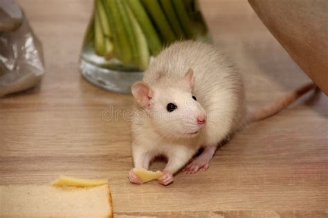Decorative Brown Rat Is Looking For Something To Eat Stock Photo