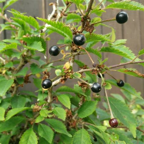 Apple, orange, lemon, lime, banana, cherry, olive, peach, pear Prunus incisa 'Kojo-no-mai', Flowering Cherry 'Kojo-no-mai ...