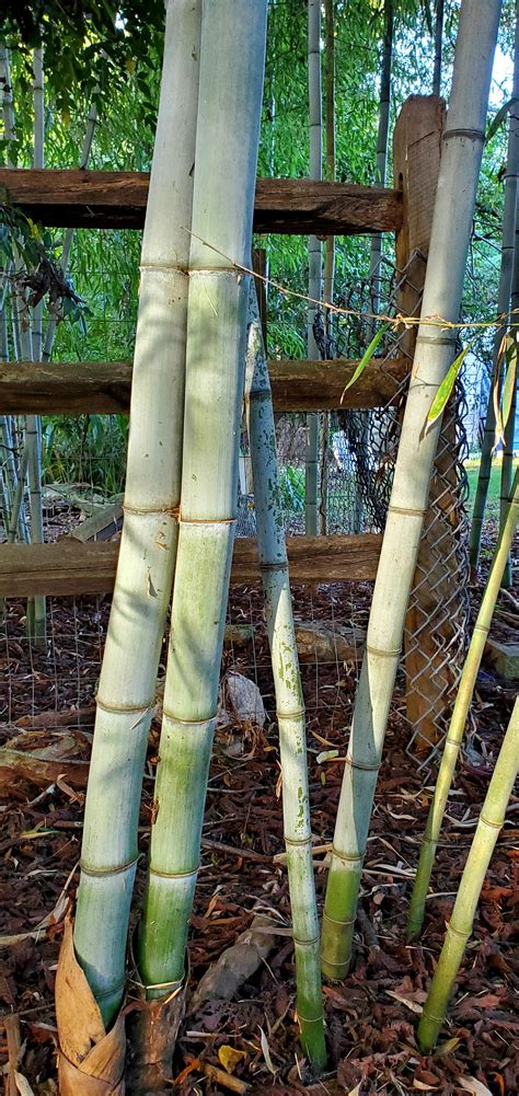 43 Hilarious Giant Bamboo Puns Punstoppable 🛑