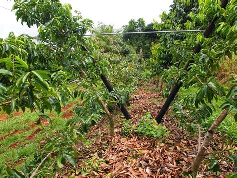 Durian tree with durian fruit hanging on the tree branch in the garden orchard tropical summer fruit waiting for the harvest nature farm on the mountain durian in thailand. Durian Trellis with Peter Salleras - Beating Cyclones With ...