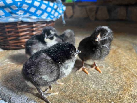 Plymouth Barred Rock Hatching Eggs Healing Homestead Store