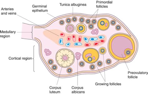 Female Reproductive System Histology Flashcards Quizlet