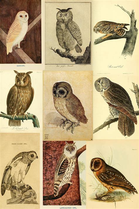 Vintage Owls Montage Digital Art By Philip Ralley Fine Art America