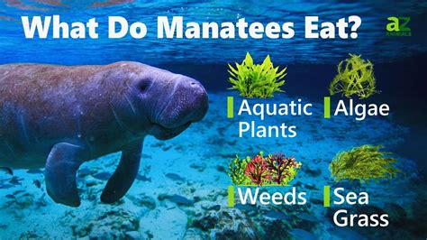 What Do Manatees Eat 9 Foods In Their Diet A Z Animals