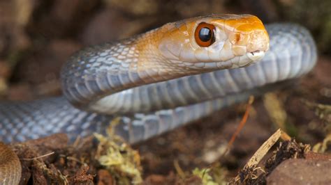 Sors Könyvelő Sötét Top Ten Deadliest Snakes In Australia Őszinteség