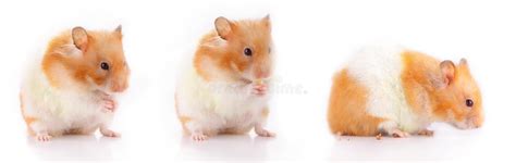 When image size matters, you often have to compromise with quality. Hamster Picture 835 1000 Jpg : Domestic Hamster High ...