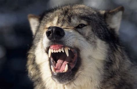 Male Grey Wolf Snarls Showing His Powerful Jaws And Teeth Montana Usa