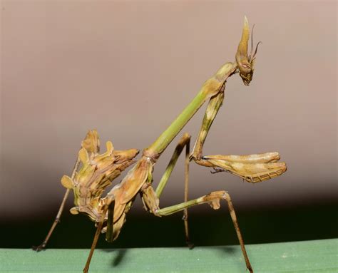 Diablotin Empusa Pennata Mante Religieuse Dans Le Jardin Photo Et