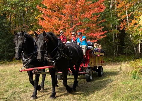 Wagon Sleigh Rides Back Of Beyond Equine Centre