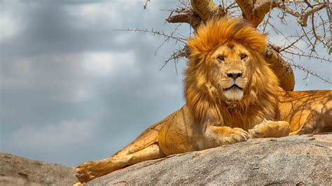 Serengeti National Park Natural World Safaris