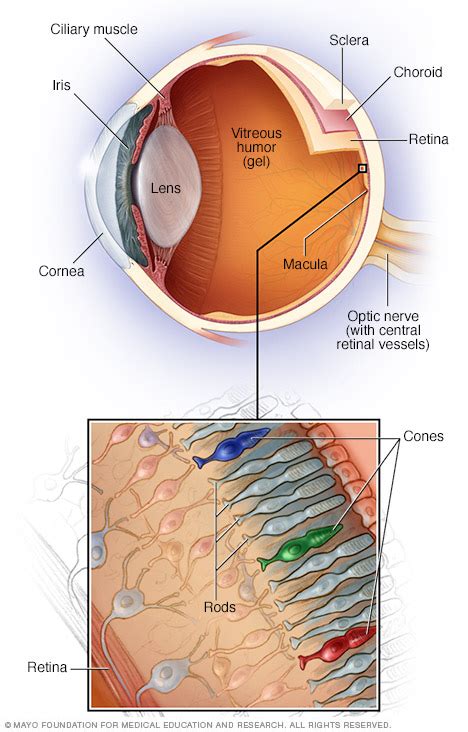 Wet Macular Degeneration Disease Reference Guide