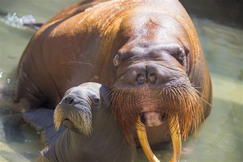 Seaworld Orlando Welcomes Its First Baby Walrus Born In