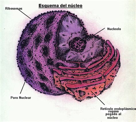 These are specialized parts inside a living cell. Ribosomas; Ribosoma
