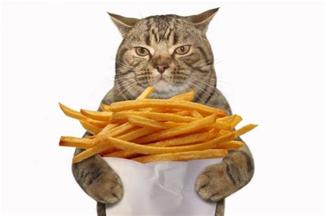 Can Cats Eat French Fries Are French Fries Safe For Cats Wise Kitten