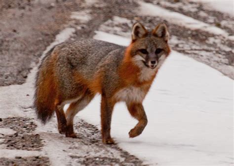 The Back Story Gray Fox At Greyledge Bathrobe Beasting