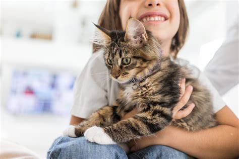 Top 10 Tips For New Cat Owners Comfort Zone